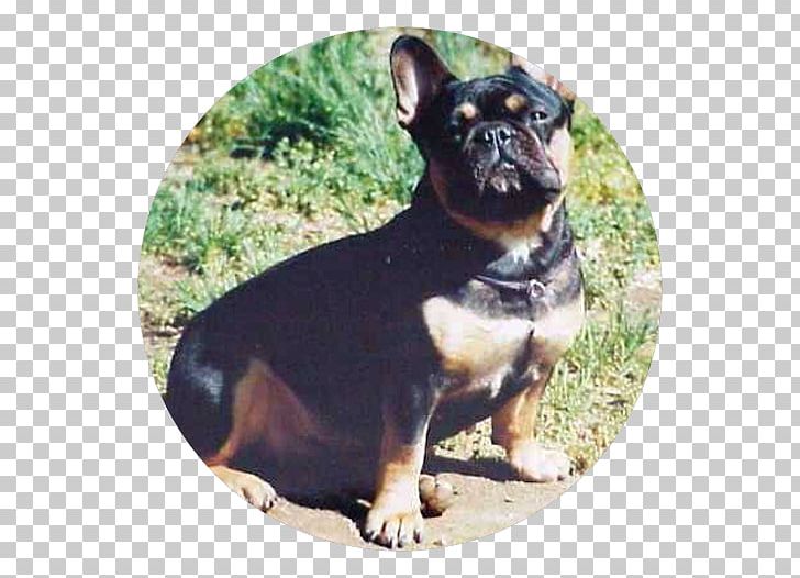 French Bulldog English Toy Terrier Rottweiler Puppy PNG, Clipart, American Kennel Club, Animals, Black And Tan Terrier, Bulldog, Carnivoran Free PNG Download