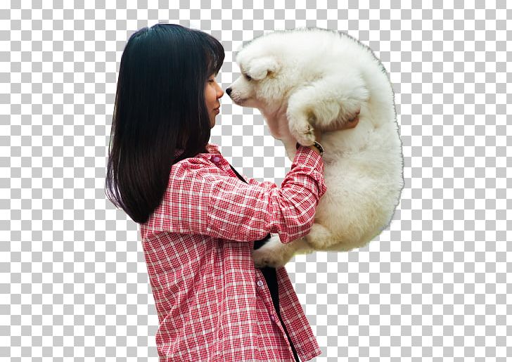 Puppy Samoyed Dog Pet Pharmaceutical Drug PNG, Clipart, Animals, Antiparasitic, Bear, Breed Group Dog, Canidae Free PNG Download