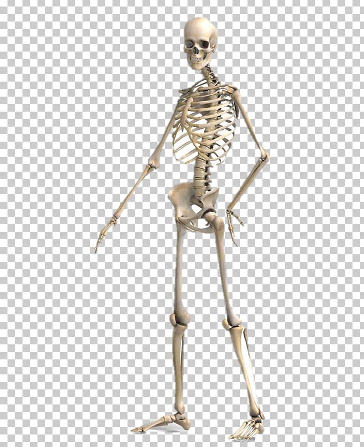 Anatomy Human Body Human Skeleton Clipping Path Physiology PNG, Clipart, 3d Computer Graphics, 3d Rendering, Anatomy, Arm, Body Free PNG Download
