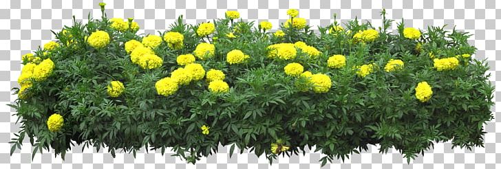 Flower PNG, Clipart, Bushes, Chrysanths, Download, Flora, Floral Design Free PNG Download