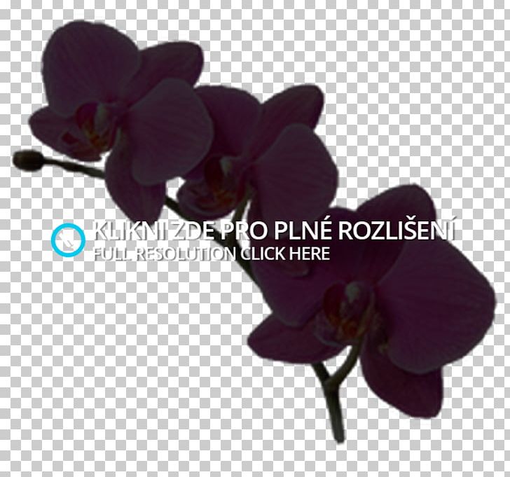 Moth Orchids Artificial Flower PNG, Clipart, Artificial Flower, Flower, Magenta, Moth Orchid, Moth Orchids Free PNG Download