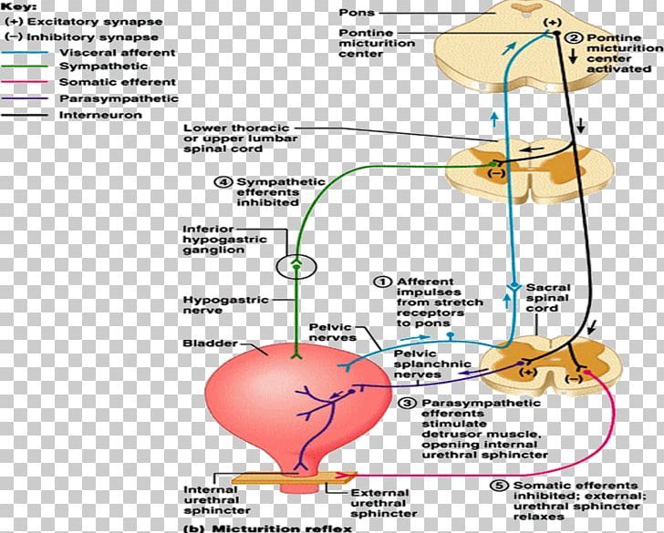 Organism Line Angle PNG, Clipart, Angle, Area, Art, Diagram, Joint Free PNG Download