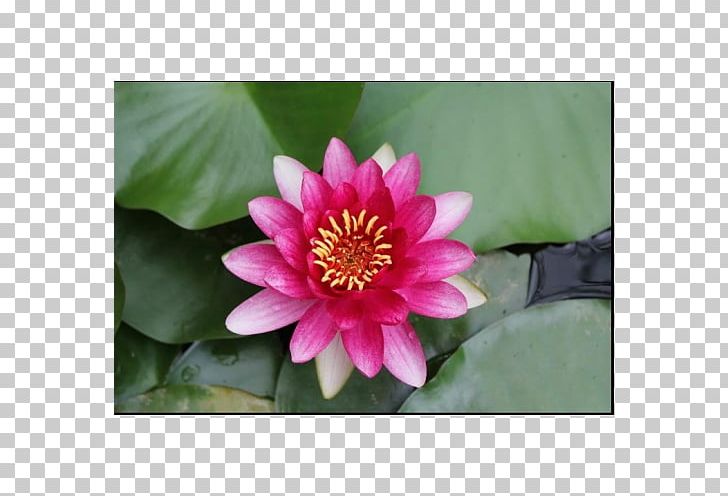 Water Lilies Garden Lake Proteales Koi PNG, Clipart, Annual Plant, Aquatic Plant, Aquatic Plants, Daisy Family, Flora Free PNG Download