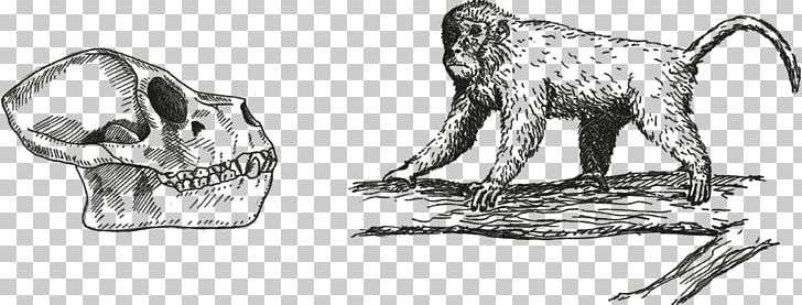 Ape Primate Monkey Gorilla Homo Sapiens PNG, Clipart, Animals, Ape, Arm, Artwork, Black And White Free PNG Download