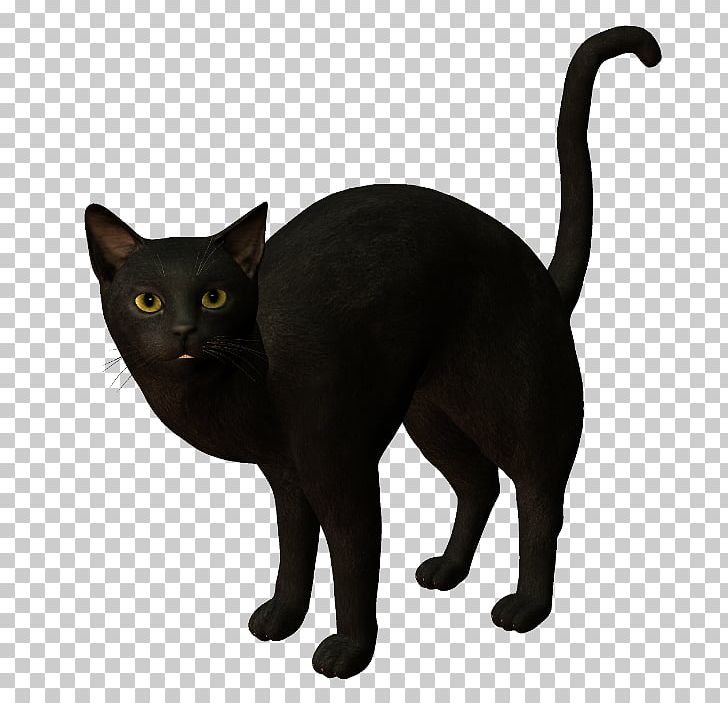Black Cat Bombay Cat Burmese Cat Korat Havana Brown PNG, Clipart, Animals, Asian, Black, Black Cat, Bombay Free PNG Download
