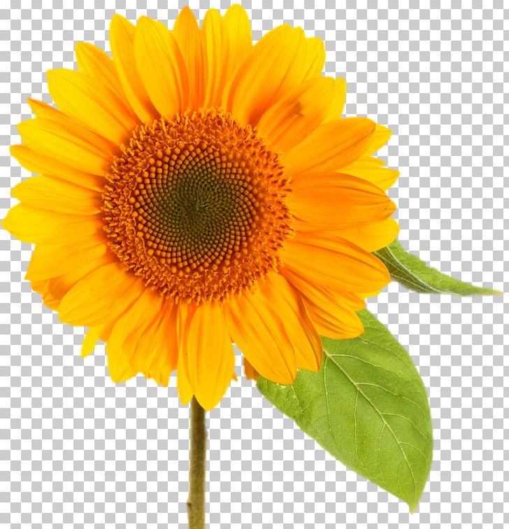 Common Sunflower Desktop PNG, Clipart, 1080p, Annual Plant, Cdr, Common Sunflower, Daisy Family Free PNG Download