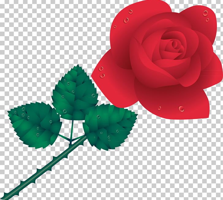 Garden Roses Cdr PNG, Clipart, Art, Cdr, Color, Download, Flower Free PNG Download