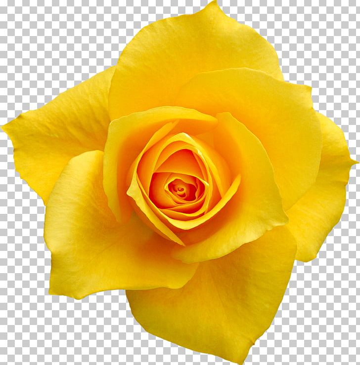 Rose Desktop PNG, Clipart, Animation, Austrian Briar, Blue Rose, Closeup, Cut Flowers Free PNG Download