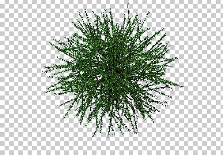 Spruce PNG, Clipart, Conifer, Evergreen, Grass, Others, Pear Tree Free PNG Download