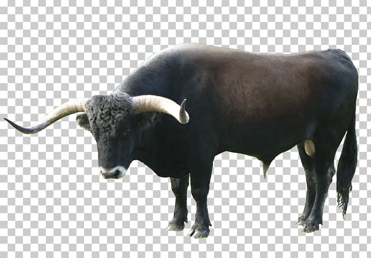 Texas Longhorn Ox Aurochs Torralba And Ambrona Domestic Yak PNG, Clipart, Aurochs, Bull, Cattle, Cattle Like Mammal, Cow Goat Family Free PNG Download