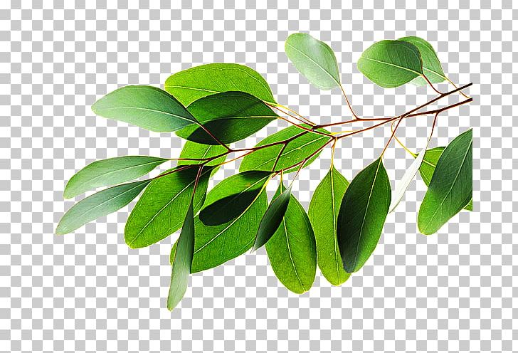 Leaf Eucalyptus Polybractea Lemon-scented Gum Alamy Stock Photography PNG, Clipart, Alamy, Bract, Branch, Bud, Burknar Free PNG Download