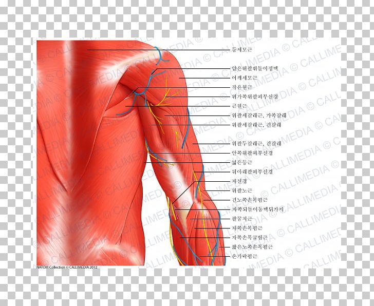 Shoulder Arm Deltoid Muscle Anatomy PNG, Clipart, Abdomen, Anatomy, Anconeus Muscle, Arm, Back Free PNG Download
