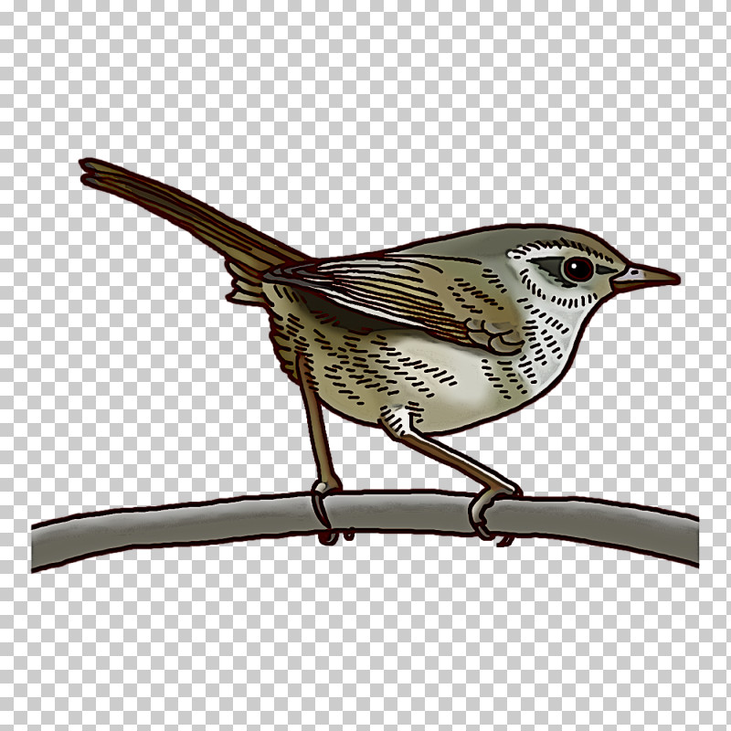 Wrens Birds European Robin Common Nightingale American Sparrows PNG, Clipart, American Sparrows, Bird Nest, Birds, Cactus Wren, Common Chaffinch Free PNG Download