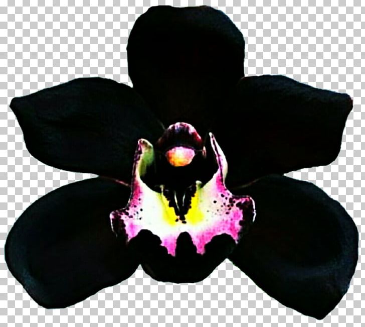 Dendrobium Orchids Boat Orchid Catasetum Tuber PNG, Clipart, Black, Black Orchid, Boat, Boat Orchid, Cattleya Orchids Free PNG Download