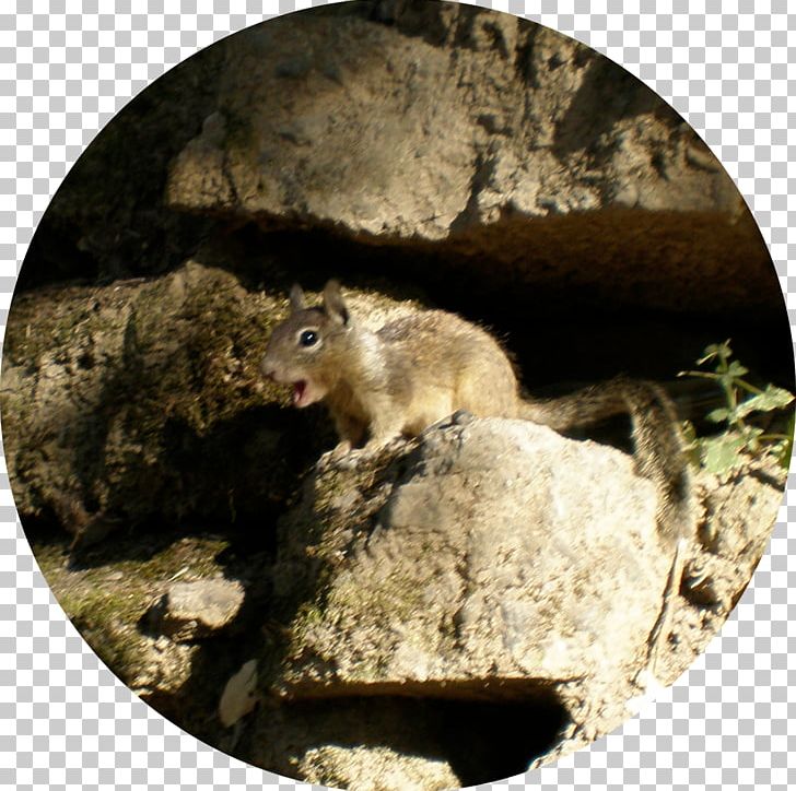 Dormouse Squirrel Fauna Wildlife PNG, Clipart, 2017 Gilroy Garlic Festival, Animals, Dormouse, Fauna, Mammal Free PNG Download