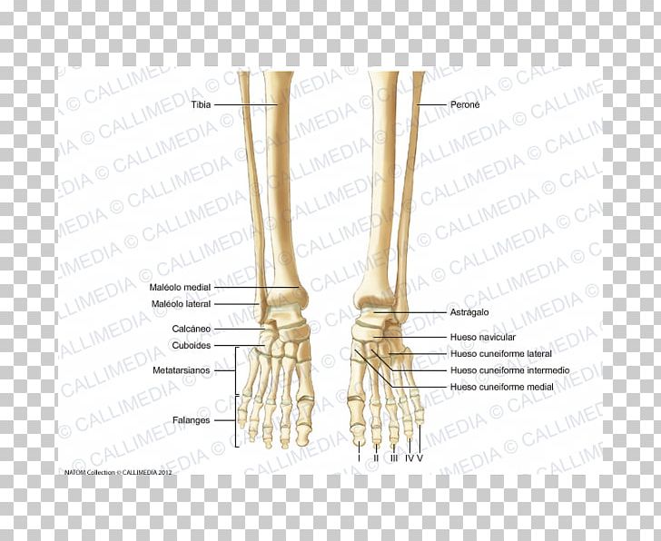 Finger Human Skeleton Bone Foot Human Anatomy PNG, Clipart, Anatomy, Angle, Arm, Bone, Brass Free PNG Download