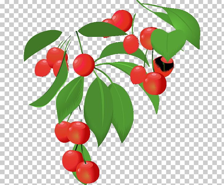 Lingonberry Barbados Cherry Family PNG, Clipart, Acerola Family, Aquifoliaceae, Barba, Beautiful, Berry Free PNG Download