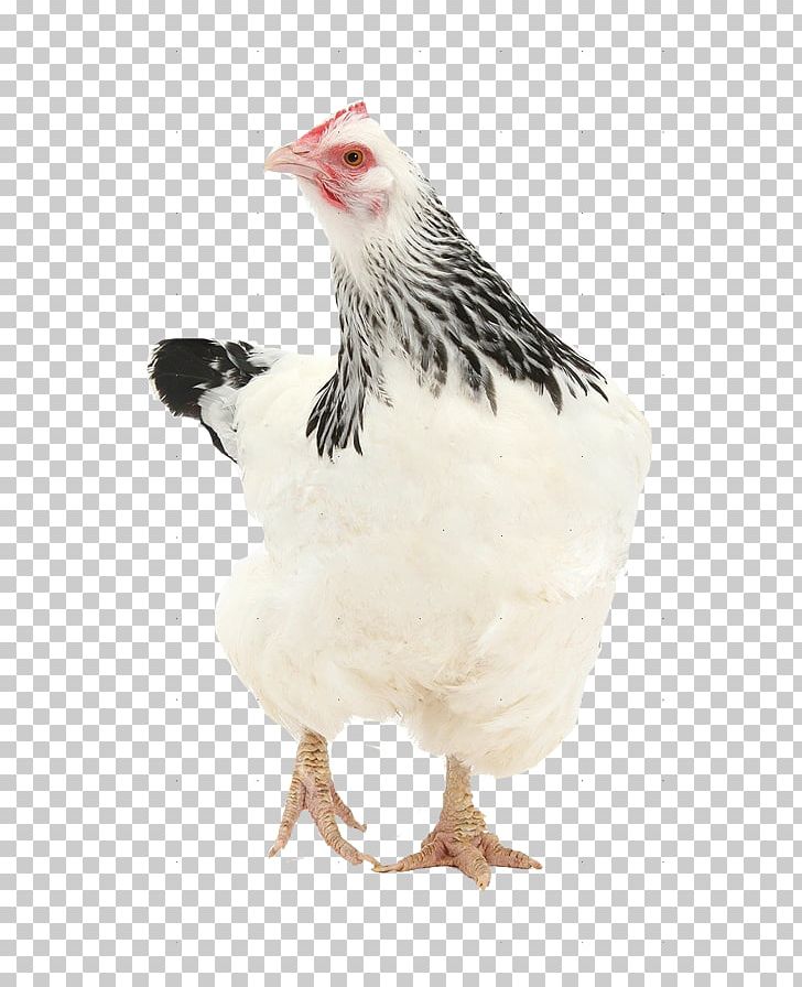Rooster Sussex Chicken Frizzle Bantam Hen PNG, Clipart, Bantam, Beak, Bird, Chicken, Domestic Animal Free PNG Download