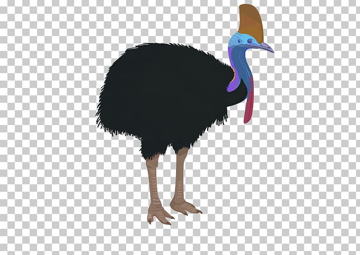 Bird Common Ostrich Southern Cassowary Ratite PNG, Clipart, American Oystercatcher, Animal, Animals, Beak, Bird Free PNG Download