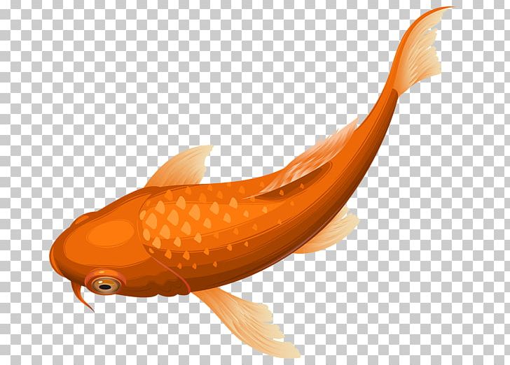 Butterfly Koi Goldfish Koi Pond PNG, Clipart, Animals, Butterfly Koi, Carp, Clip Art, Common Carp Free PNG Download