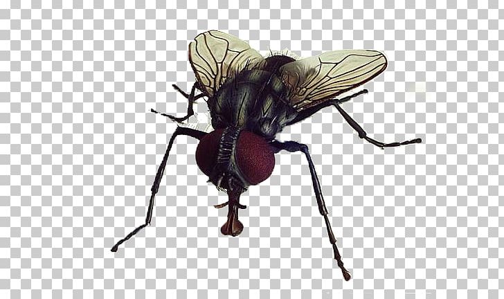 Fly PNG, Clipart, Fly Free PNG Download