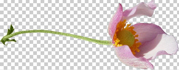 Tulip Cut Flowers Blume Petal PNG, Clipart, 2017, 2018, April, August, Blume Free PNG Download