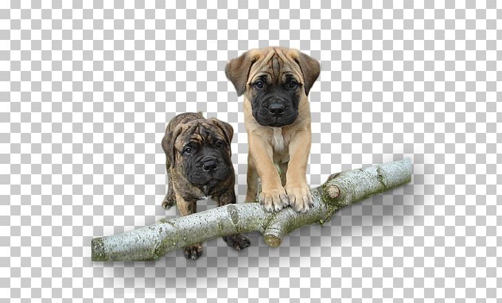 Dog Breed Bullmastiff Boerboel Black Mouth Cur Puppy PNG, Clipart, Animals, Available, Black Mouth Cur, Boerboel, Breed Free PNG Download