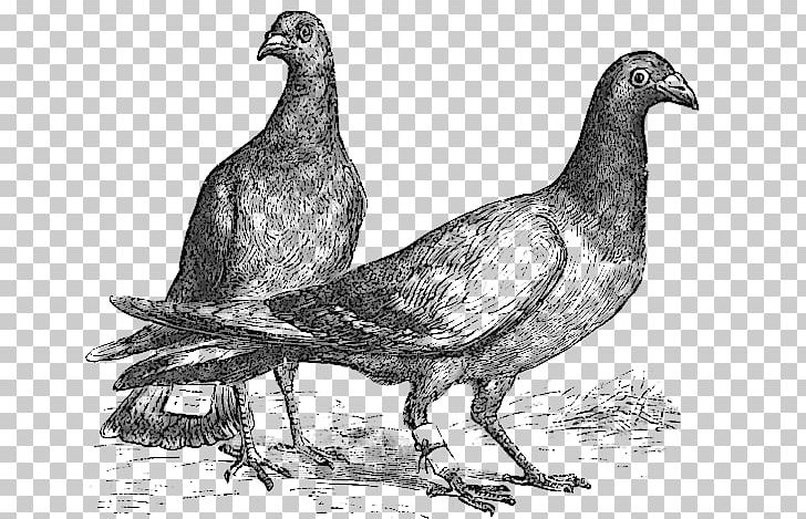 Homing Pigeon Fantail Pigeon Bird Columbidae Indian Fantail PNG, Clipart, Beak, Bird, Bird Flight, Black And White, Cher Ami Free PNG Download