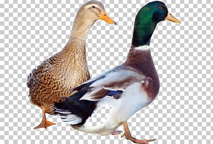 Rouen Duck Mallard Domestic Muscovy Duck American Pekin PNG, Clipart, American Pekin, Animal, Animal Husbandry, Animals, Beak Free PNG Download