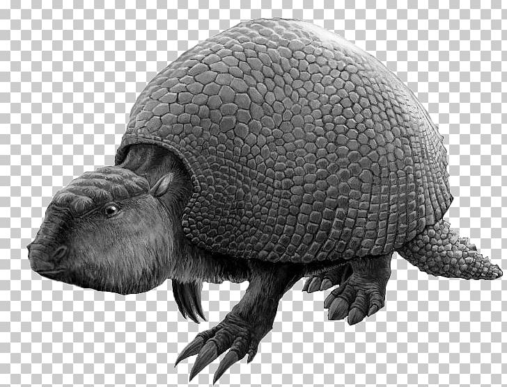 Glyptodon Exoskeleton Endoskeleton Armour Extinction PNG, Clipart, Armadillo, Armour, Black And White, Carapace, Chelydridae Free PNG Download