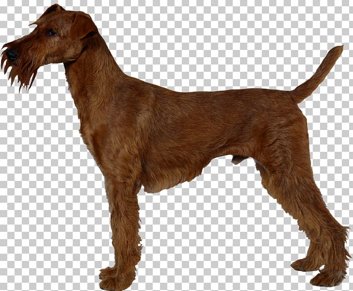 Irish Terrier Airedale Terrier Jagdterrier Chilean Terrier Welsh Terrier PNG, Clipart, Airedale Terrier, Animal, Breed, Carnivoran, Chilean Terrier Free PNG Download