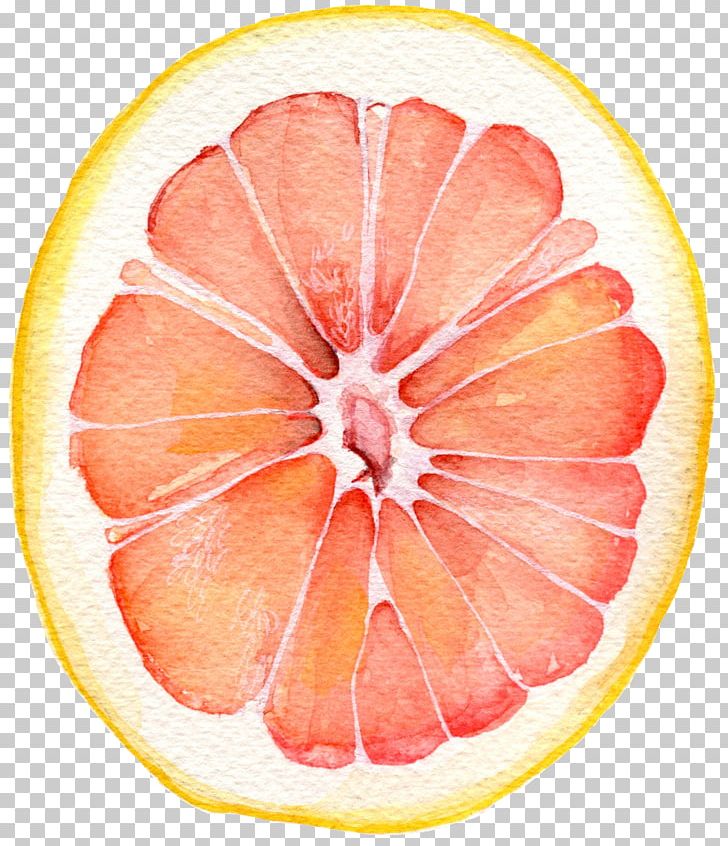 Grapefruit Watercolor Painting PNG, Clipart, Art, Blood Orange, Citric Acid, Citrus, Color Free PNG Download