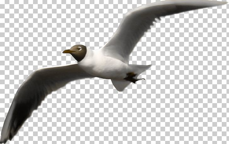 Water Bird Cygnini PNG, Clipart,  Free PNG Download
