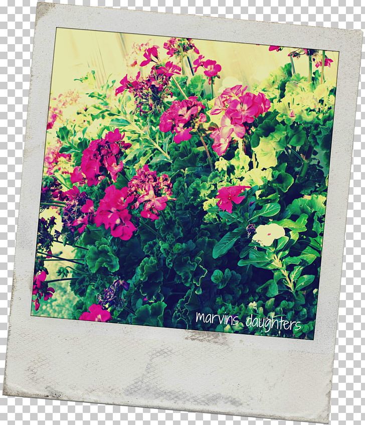 Window Box Flower Pelargonium Peltatum PNG, Clipart, Annual Plant, Bottlebrushes, Box, Flora, Floral Design Free PNG Download