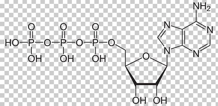 Adenosine Triphosphate Adenosine Diphosphate High-energy Phosphate PNG, Clipart, Adenosine, Adenosine Diphosphate, Adenosine Triphosphate, Angle, Area Free PNG Download