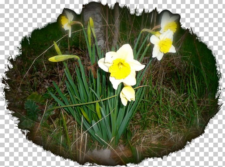 Daffodil Flower Whirlpool Apyžiedis Gynoecium PNG, Clipart, Bedroom, Chalets, Daffodil, Discounts And Allowances, Electrolux Free PNG Download