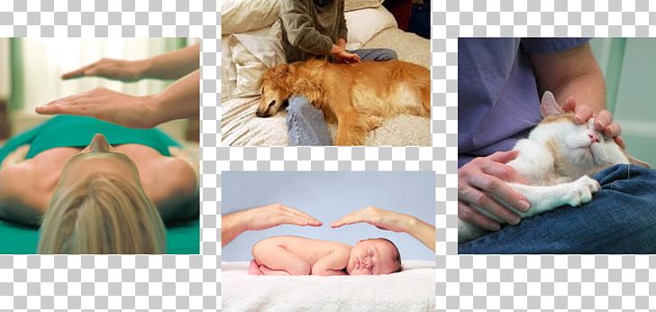 Finger Dog Carnivores Canine Massage Product PNG, Clipart, Animals, Arm, Canine Massage, Carnivoran, Carnivores Free PNG Download