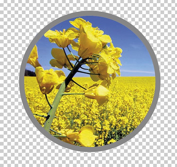 Rapeseed Canola Seed Oil Food PNG, Clipart, Canola Oil, Food, Rapeseed, Seed Oil Free PNG Download