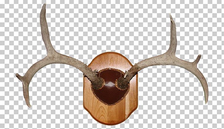 Deer Horn Trophy Hunting Antler PNG, Clipart, Antler, Deer, Deer Antlers, Horn, Hunting Free PNG Download