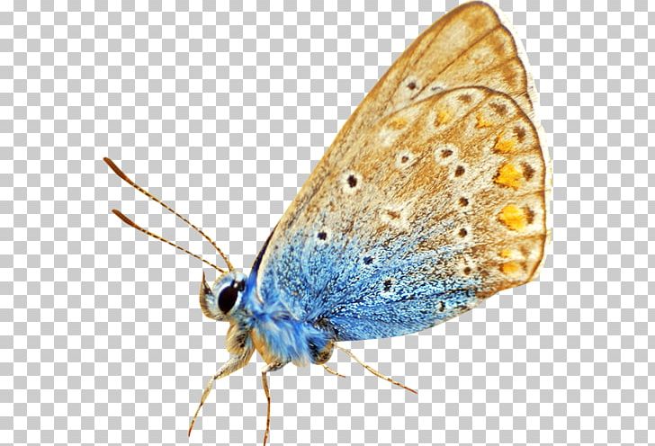 Lycaenidae Butterfly Moth PNG, Clipart, Animal, Brush Footed Butterfly, Desktop Wallpaper, Ins, Insects Free PNG Download