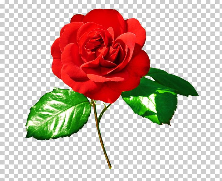 Rose Red Leaf PNG, Clipart, Bud, China Rose, Cut Flowers, Floribunda, Flower Free PNG Download