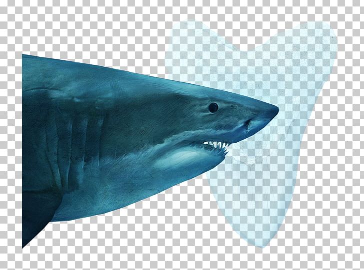 Tiger Shark Great White Shark Shark Fin Soup Oceanic Whitetip Shark Squaliformes PNG, Clipart, Animals, Cartilaginous Fish, Fin, Fish, Great White Shark Free PNG Download