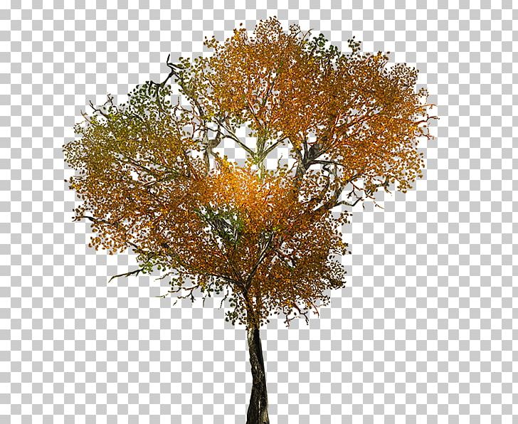 Armenia Tree Autumn Texture Mapping PNG, Clipart, Armenia, Autumn, Behance, Branch, Deciduous Free PNG Download