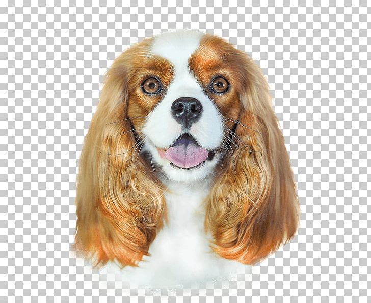 Cavalier King Charles Spaniel Hair Conditioner Shampoo Argan Oil Dog Breed PNG, Clipart, Argan Oil, Balsam, Carnivoran, Cavalier King Charles Spaniel, Coat Free PNG Download
