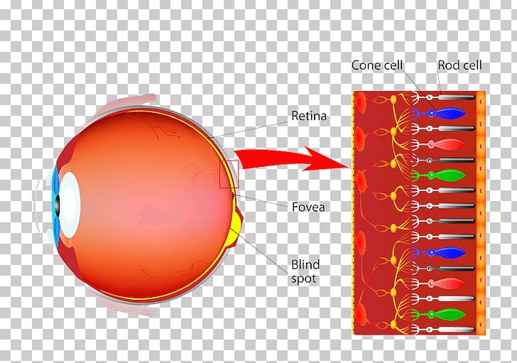 Cone Cell Photoreceptor Cell Rod Cell Retinal Ganglion Cell PNG, Clipart, Amacrine Cell, Ball, Cell, Cell Type, Color Free PNG Download