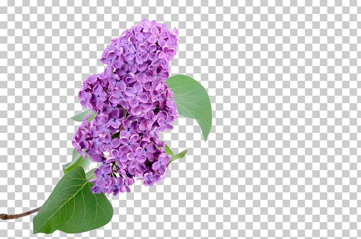Euclidean Hyacinth PNG, Clipart, Creative, Creative Flower, Cut Flowers, Decorative, Decorative Pattern Free PNG Download