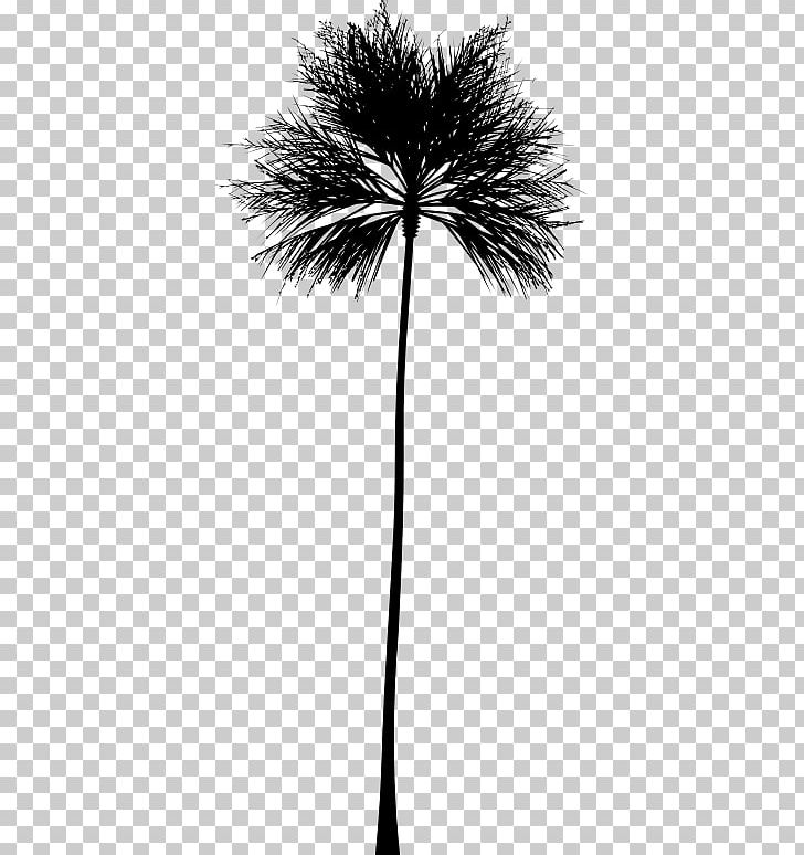 Arecaceae Silhouette PNG, Clipart, Arecaceae, Arecales, Asian Palmyra Palm, Black And White, Borassus Flabellifer Free PNG Download