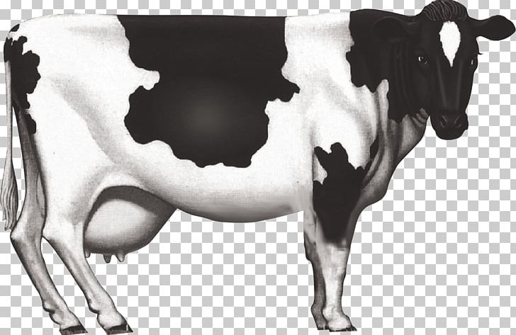 Dairy Cattle Milk Ox PNG, Clipart, Animal, Animals, Big, Big Tits, Black And White Free PNG Download