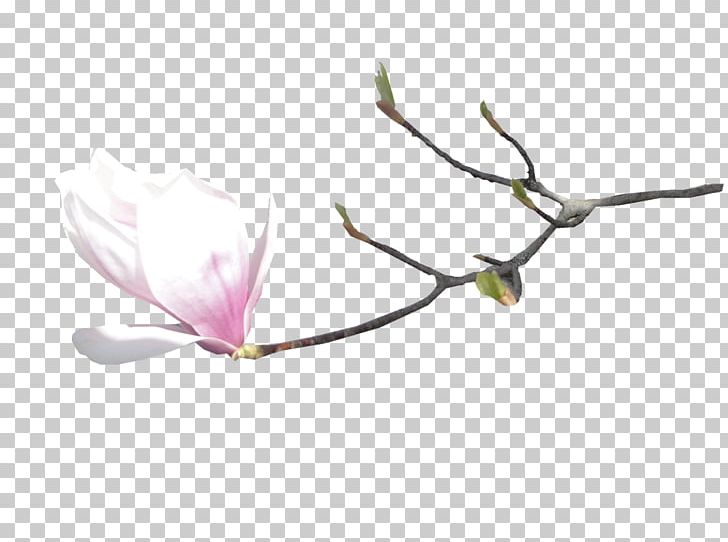 Flower Digital Petal PNG, Clipart, Blossom, Branch, Digital Image, Download, Flora Free PNG Download