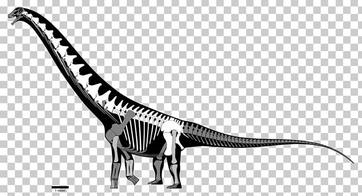 Futalognkosaurus Late Cretaceous Dinosaur Coniacian Turonian PNG, Clipart, Black And White, Brachiosaurus, Coniacian, Cretaceous, Dinosaur Free PNG Download